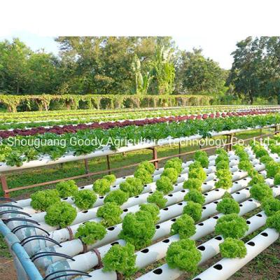 China Hydroponics Indoor Growing System A Ebb And B Solutions Flow Frame Design for sale
