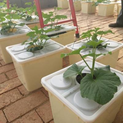 China Greenhouse Indoor Dutch Bucket Hydroponic System for sale