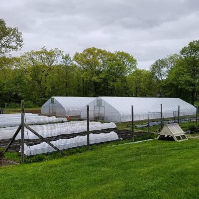 China Cheap Tomato Agricultural Plastic Film Cover Low Cost Economic Tunnel Greenhouse For Vegetable for sale