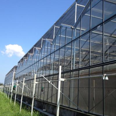 China Full Auto Greenhouse Vegetable Farming Strawberry Attached Even Span Greenhouse for sale
