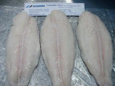 Chine Pangasius congelé par poissons congelé en vrac délicieux ceignent d'un bandeau/poissons de Basa du Vietnam à vendre