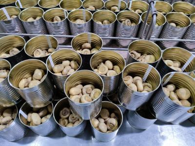 China 400g / 425g enlatou cogumelo inteiro cogumelos chineses enlatados à venda