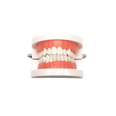 China Modelo estándar dental Dental Functional Appliance de Teaching Denture Oral del modelo del diente en venta