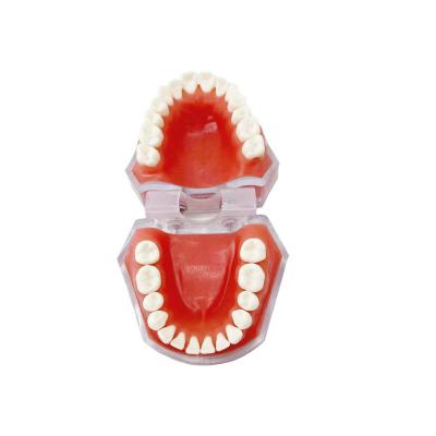 China Dental Materials Detachable Tooth Models Learning To Practice Tooth Extraction for sale