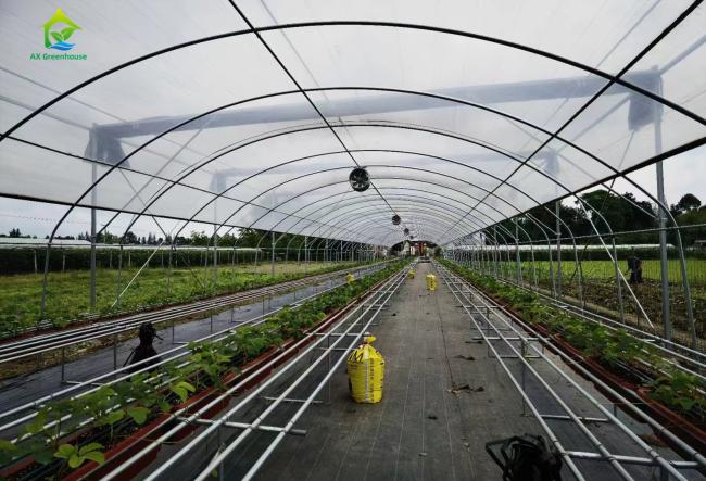 single-span film greenhouse
