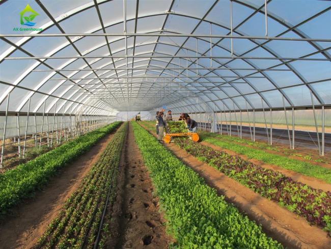 single-span film greenhouse for vegetable