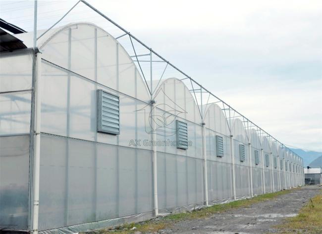 mulit span arch PE film greenhouse