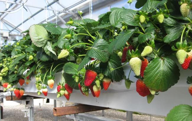 Substrate culture strawberry cultivation