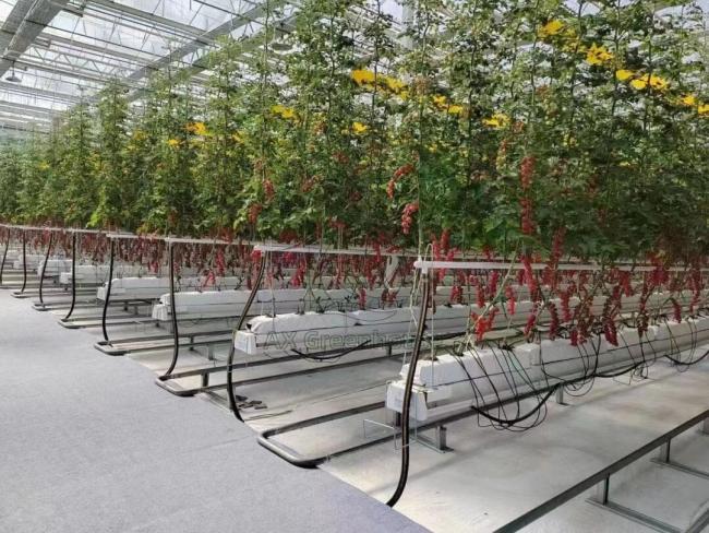 Substrate culture tomato cultivation