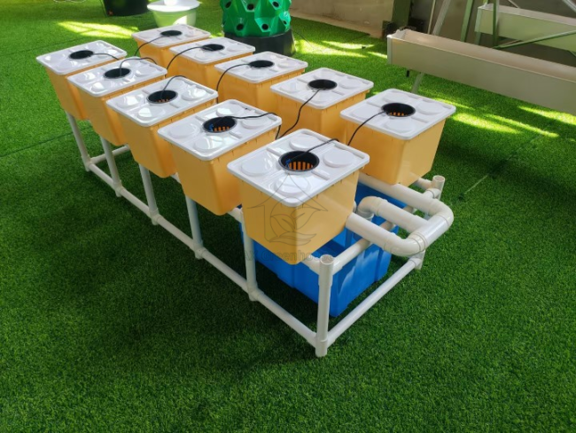 Dutch Bucket Planting Set