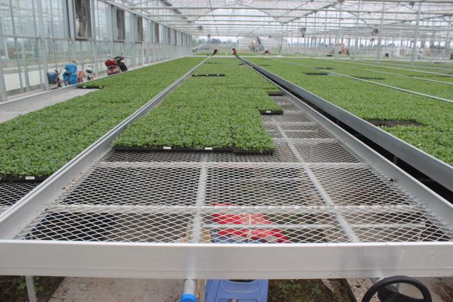 Movable Rolling Greenhouse Bench with Expanded Metal Mesh