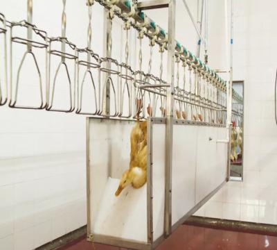 China Chicken Duck Goose Poultry Slaughtering Line High Efficiency Stainless Steel 304 for sale