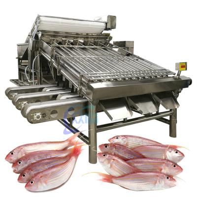 China Industrial SUS304 Fish Grading Machine , Multiscene Seafood Sorting Machine for sale