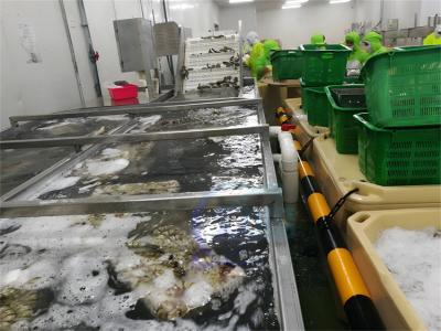 China SUS304 Máquina de processamento de peixe estável impermeável para limpeza de camarão à venda