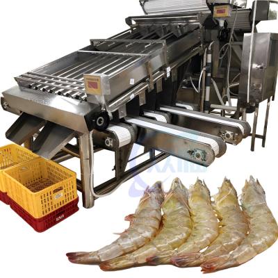 China Seafood fish and shrimp processing plant size sorting machine Fish size sorting machine en venta