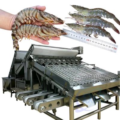 China 304 stainless steel 18 roller fish sorting machine Fish size screening machine à venda