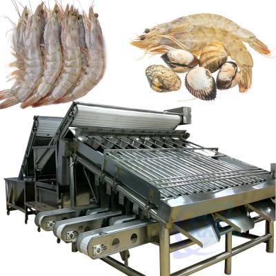 China Shrimp size sorting machine Fish scale cleaning and processing line production line sorting machine en venta