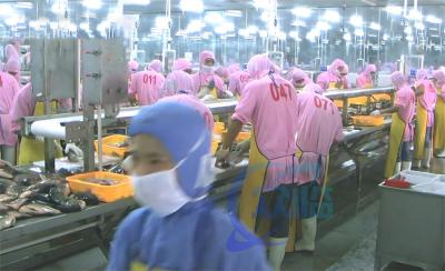 China 3.07KW Fish Descaling Production Line Assembly Shrimp Processing Conveyor Belts for sale