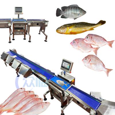 China Máquina de clasificación de peces por control de computadora Máquina de tamaño de pescado Para clasificar el bagre de tilapia basa en venta