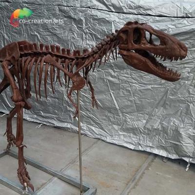 China Personifizierte Kundenbezogenheit Dinosaurier-Knochen-Repliken T Rex Skull Replica zu verkaufen