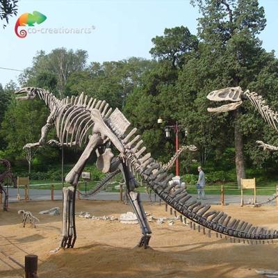 China Fiberglass Life Size Dinosaur Skull Replica Hadrosaurus Skeleton anti aging for sale