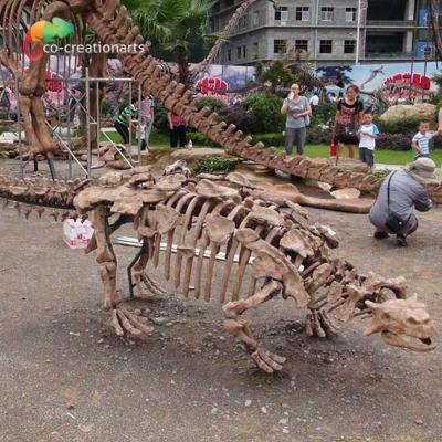 China Park Decoration Dinosaur Skeleton Replica  Life Size  Sunproof for sale