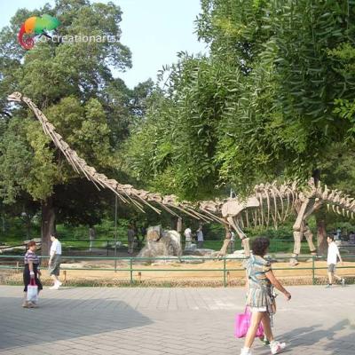 China Sunproof Life Size Dinosaur Model Skeleton Mamenchisaurus Skeleton 15m for sale