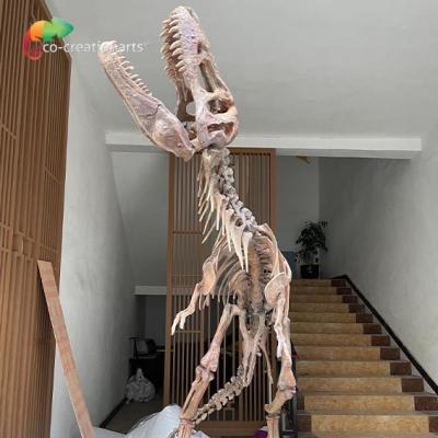China Waterproof Fiberglass Dinosaur Skeleton Replicas For Museum Exhibition for sale