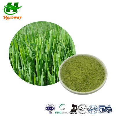 China Barley Grass Powder Barley Seedling Powder Barley Grass Juice Powder Hordeum Vulgare Linn for sale