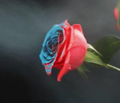China La pintura de espray de aerosol de Aeropak para las flores frescas de las rosas rocía la pintura en venta