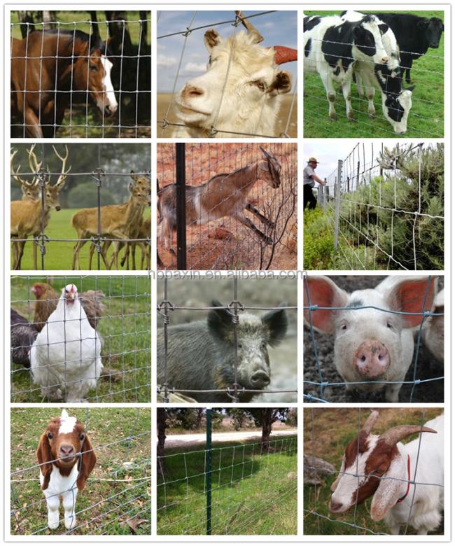galvanized 5 6 7 8 ft fixed knot deer cattle fence on farm field fence