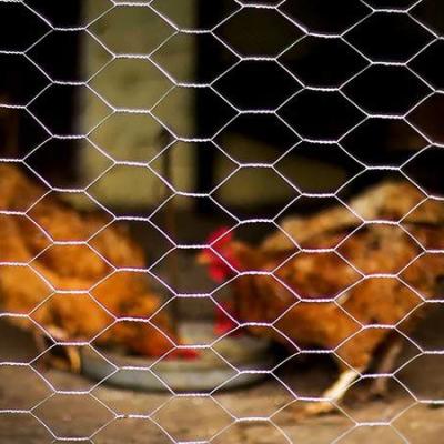 China High Quality Galvanized Hexagonal Mesh Fence Chicken Wire Mesh Rolls for sale
