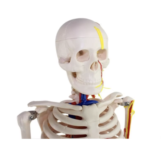 85CM Human Skeleton Model with bracket