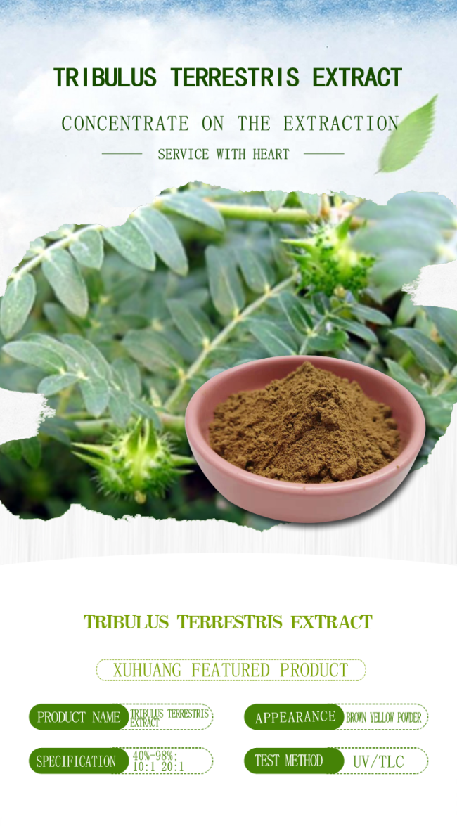 98% 95% 90% Tribulus Terrestris L Mens Health Supplement Extract Halal ISO 0