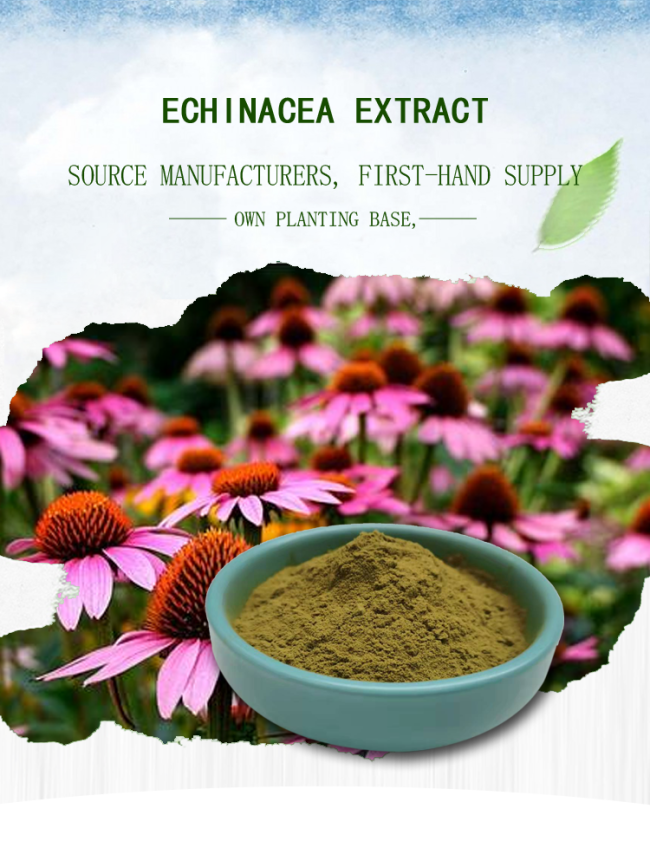 Echinacea Extract Brown Yellow Powder 0