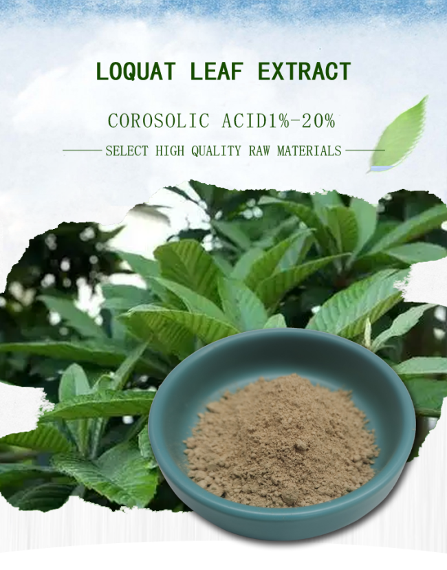 Hair Growth Immune Enhancing Supplements Loquat Leaf Extract Ursolic Acid 0