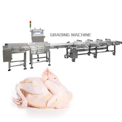 China PLC Automatic Weight Sorting Machine Chicken Whole Meat Grading Machine for sale