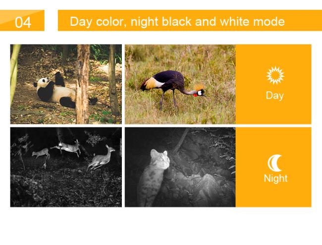 Night vision hunting camera