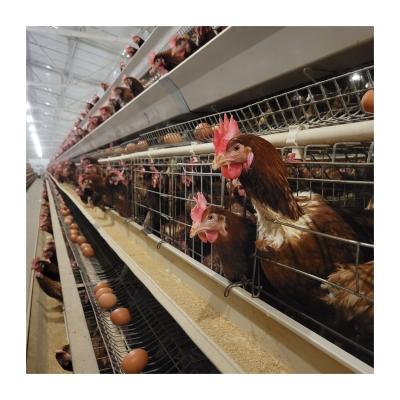 中国 H Type Automatic Layer Chicken Cage Poultry Equipment For Egg Production 販売のため