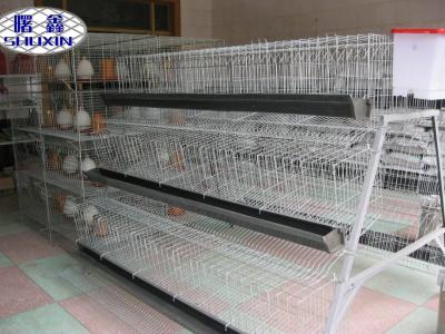 Chine Cage automatique professionnelle de poulet de couche pour la ferme de poulet commerciale à vendre