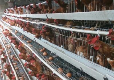 Chine 4 type de la capacité H des rangées 128 cage de poulet de couche pour la ferme de poulet commerciale à vendre
