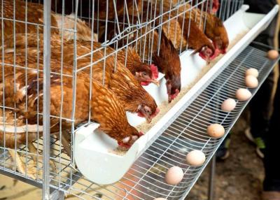 China Gaiola de bateria da galinha da camada do ovo, sistema da gaiola da camada das aves domésticas das galinhas poedeiras da exploração agrícola à venda