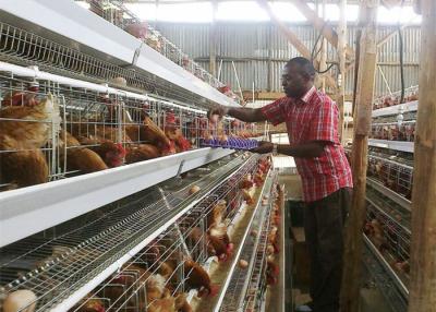 China Tanzania Farm 4 Tier Chicken Layer Battery Cage , Poultry Cage System for sale