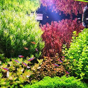 Plants in Water