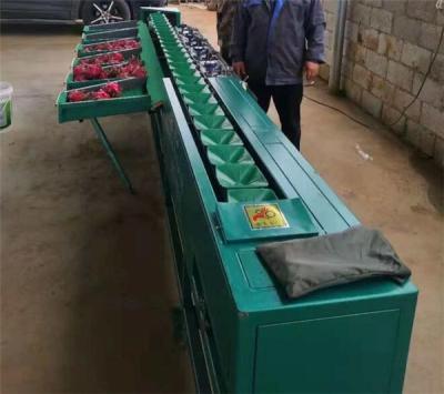 China fruit weight sorting machine,tomato grading machine,kiwi fruit classifying machine,dragon fruit sorter for sale