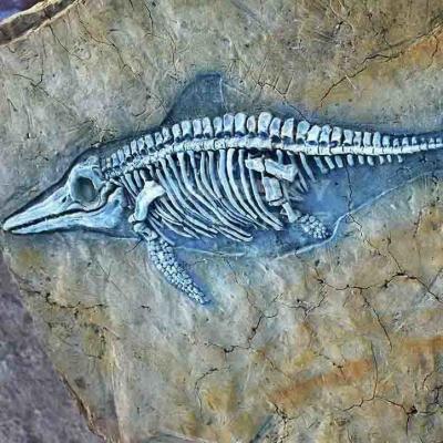 中国 ショッピング モールの恐竜の骨のレプリカ、恐竜のレプリカの化石の頭骨 販売のため