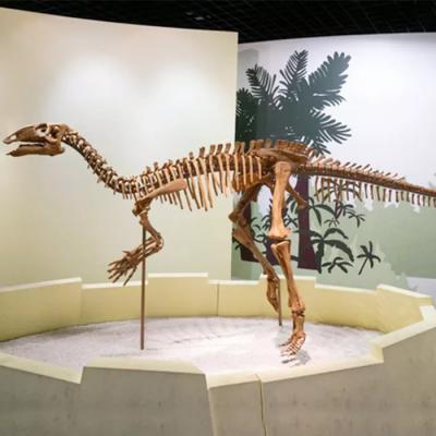 China Shopping Mall Dinosaur Skeleton Replica Size Customizable Dinosaur Skull Fossil for sale