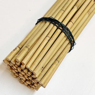 China Estacas de bambu naturais do apoio da planta para plantas internas, estaca de bambu 40cm do jardim de bambu de Polos das varas 595cm à venda