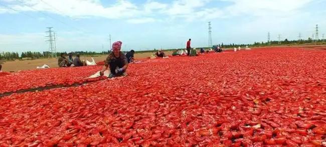 High-quality Xinjiang tomatoes used for premium tomato paste