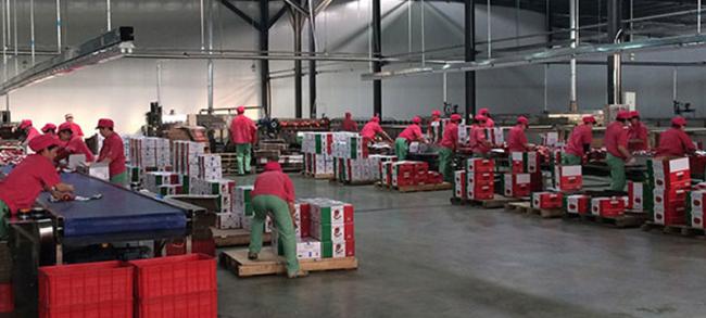 Advanced tomato paste production machinery and manufacturing process